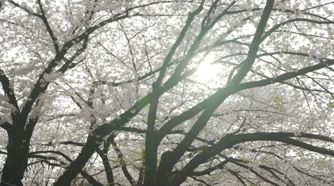 Sun Shining Through Cherry Blossom Branches Stock Footage 62445884