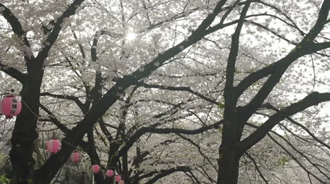 Sun Shining Through Cherry Blossom Branches &amp; Lanterns - Move Left Stock Footage 62446692