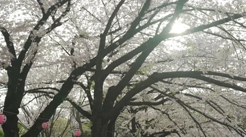 Sun Shining Through Cherry Blossom Branches &amp; Lanterns - Move Left Stock Footage 62446835