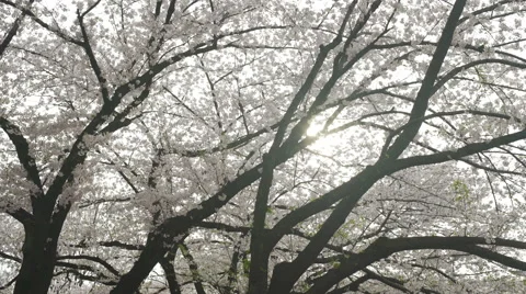 Sun Shining Through Cherry Blossom Branches - Move Left Stock Footage 62446917