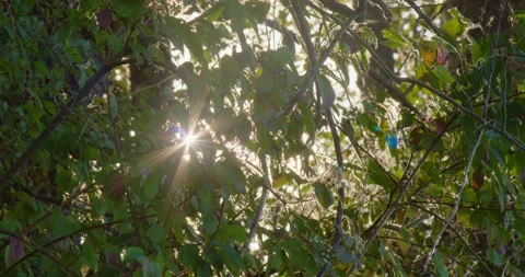 Sun Shining Through Close Leaves  4K Stock Footage 160149228