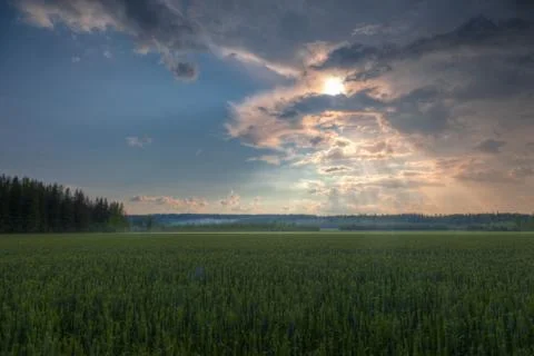 Sun shining through clouds over a wheat field Stock Photos