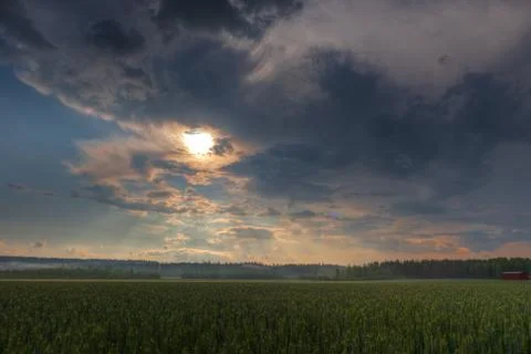 Sun shining through clouds over a wheat field Stock Photos