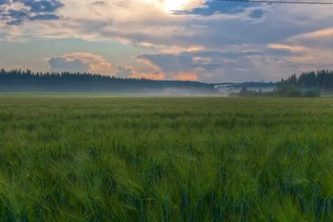 Sun shining through clouds over a wheat field Stock Photos