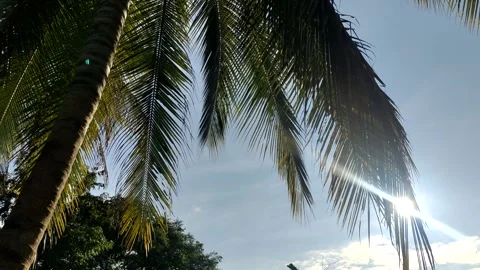 Sun shining through coconut leaf Stock Footage 253186632