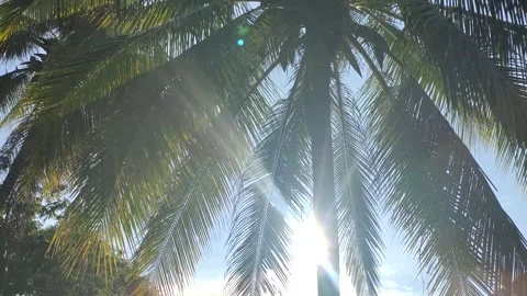 Sun shining through coconut leaf Stock Footage 253186867