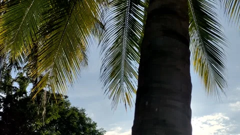 Sun shining through coconut leaf Stock Footage 253188306