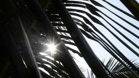 Sun shining through the coconut leaves as a sun star of white color. Stock Footage 151455829