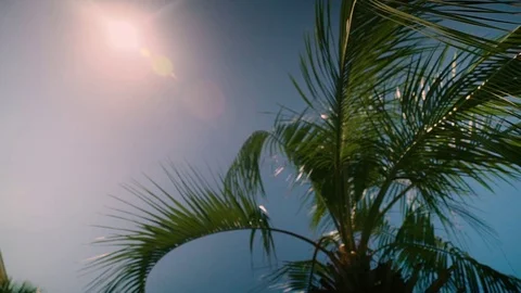 Sun shining through coconut palm trees with reflections on background sky Stock-Footage 70894484