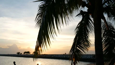 Sun shining through the coconut palm leaves on the beach at sunset time Stock Footage 134318904