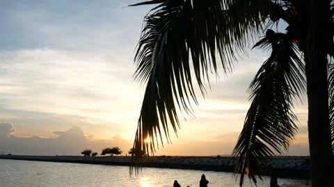Sun shining through the coconut palm leaves on the beach at sunset time Stock Footage 135048872