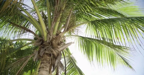 Sun Shining through Coconut Palms Stock Footage 80291131