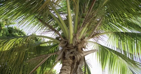 Sun Shining through Coconut Palms Stock Footage 80291321