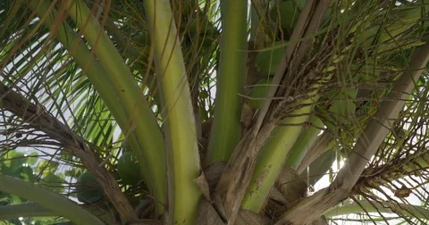 Sun Shining through coconut palms Stock Footage 80291363