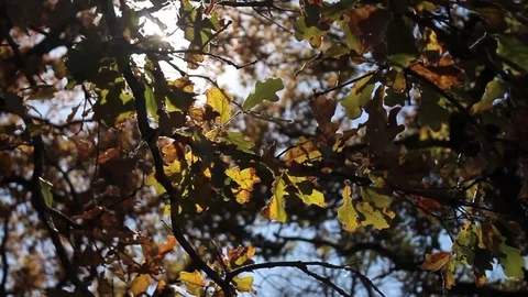 Sun shining through colorful fall leaves Stock Footage 98678650