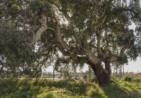 Sun shining through a cork oak tree branches Stock Photos