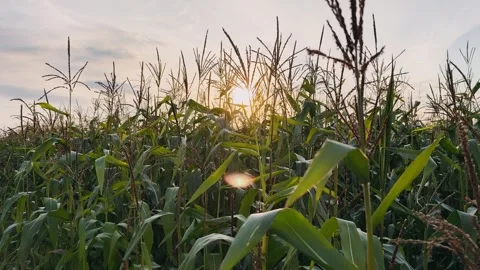 Sun shining through a corn field at sunset Stock Footage 290197622