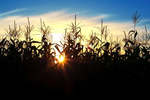 Sun shining through the corn Stock Photos