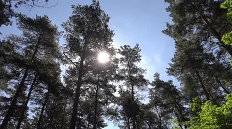 The sun is shining through the crown of pines in Riga, Latvia, Mezaparks Vídeo Stock 64716811