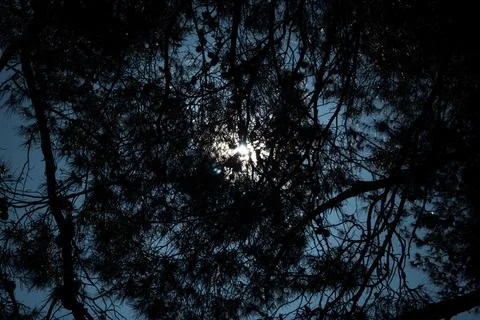Sun shining through dark pine branches in blue sky Stock Photos