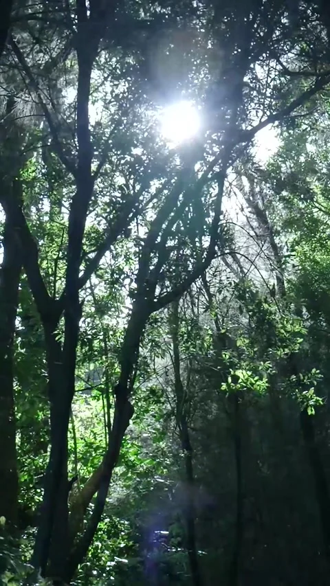 Sun shining through dense forest trees Stock Footage 329865364