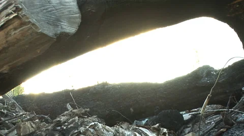 Sun Shining Through Drift Wood Zoom Out Stock Footage 34306018