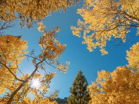 Sun shining through the fall colored aspen trees in the mountains Stock Photos