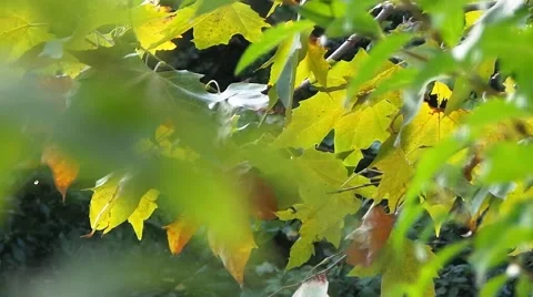 Sun shining through fall leaves blowing in breeze. maple leaves Video stock 40006224