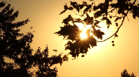Sun shining through fall leaves Stock Footage 42622168