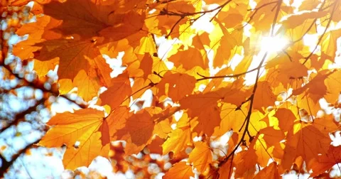 Sun shining through fall leaves blowing in breeze. Slow motion. Stock Footage