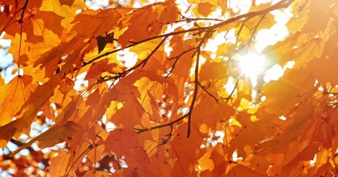 Sun shining through fall leaves blowing in breeze. Slow motion. 스톡 동영상 53169356