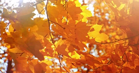 Sun shining through fall leaves blowing in breeze. Slow motion. Vidéo 53170027