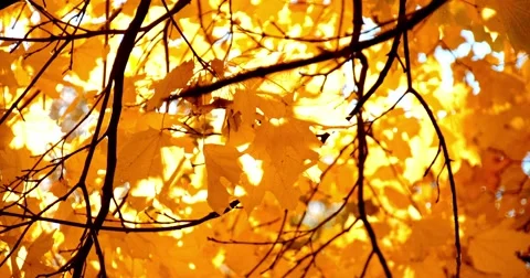 Sun shining through fall leaves blowing in breeze. Slow motion. 스톡 동영상 53214137