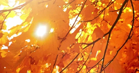 Sun shining through fall leaves blowing in breeze. Slow motion. Stockbeeldmateriaal 53215150
