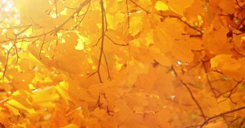 Sun shining through fall leaves blowing in breeze. Slow motion. 스톡 동영상 53215278