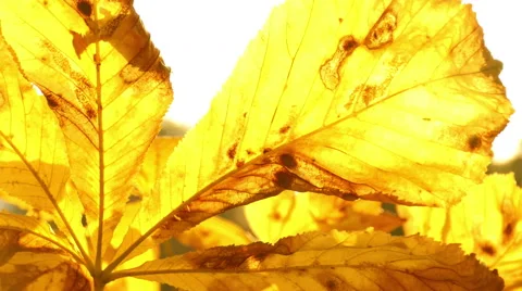Sun shining through fall leaves Video stock 55185367