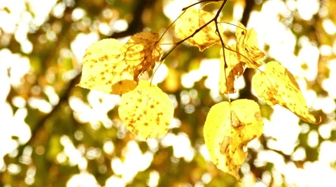 Sun shining through fall leaves Stock Footage 55185527