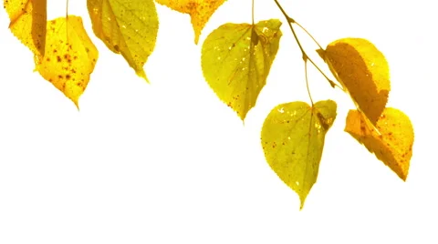 Sun shining through fall leaves Video stock 55186222