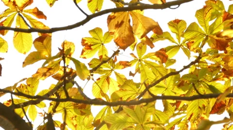 Sun shining through fall leaves Stock-Footage 55263684