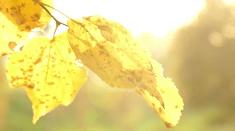 Sun shining through fall leaves Видео 55263981