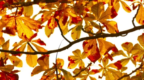 Sun shining through fall leaves 库存影片 55263987