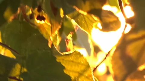 Sun shining through fall leaves blowing in breeze. Slowmotion Stock Footage 55395747