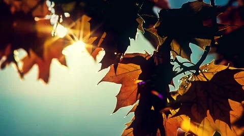 Sun shining through fall leaves blowing in breeze Stock Footage
