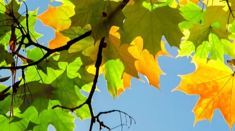 Sun shining through fall leaves blowing in breeze Stock Footage 55874225