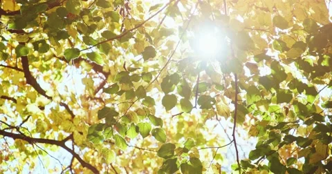 Sun shining through fall leaves blowing in breeze, golden autumn background. Stock-Footage 66767024