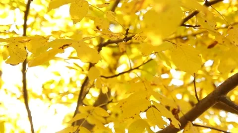 Sun shining through fall leaves blowing in breeze Stock Footage 66773342