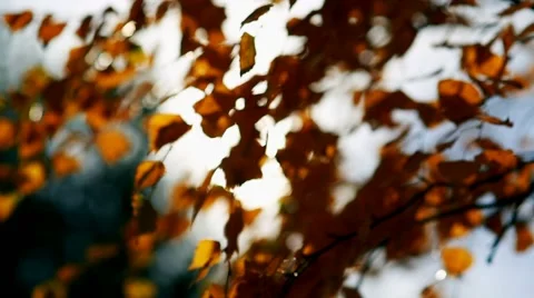 Sun shining through fall leaves blowing in breeze Video stock 67234667