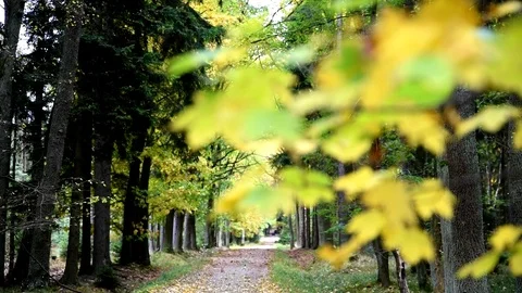 Sun shining through fall leaves blowing in breeze Stock Footage 80796961