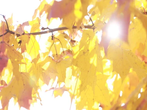 Sun shining through fall leaves blowing in breeze. maple Stock Footage