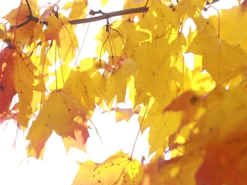 Sun shining through fall leaves blowing in breeze. maple Stock Footage 80901188